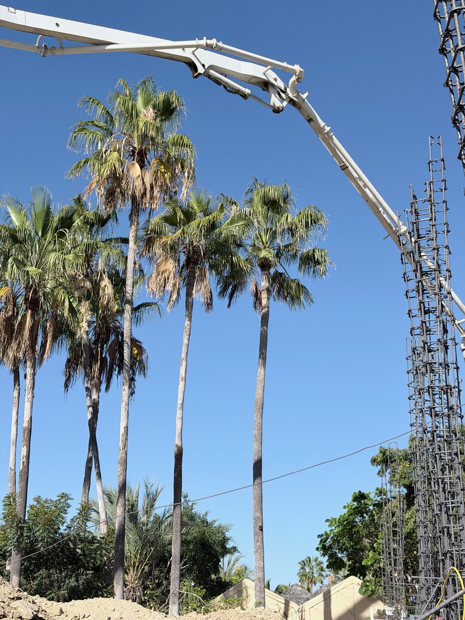 Concrete pump boom against a row of palms